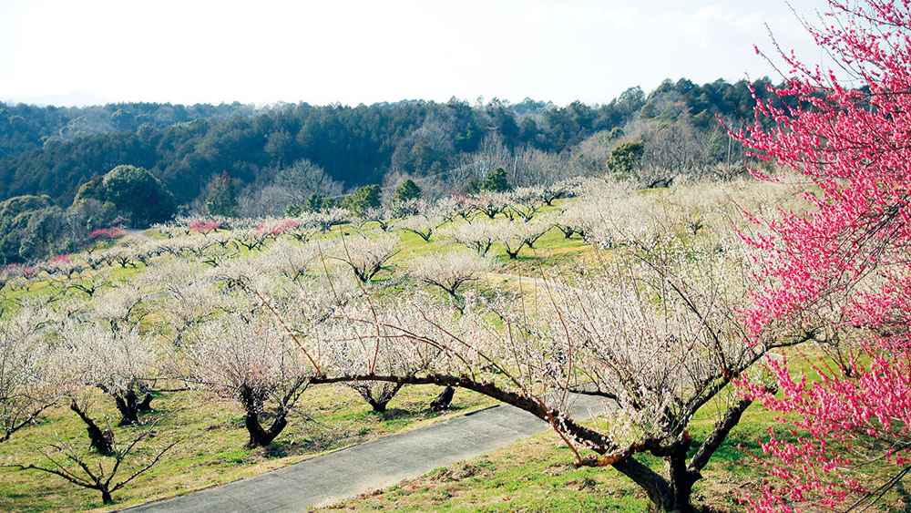 Plum Trees [Toyooka Plum Garden]