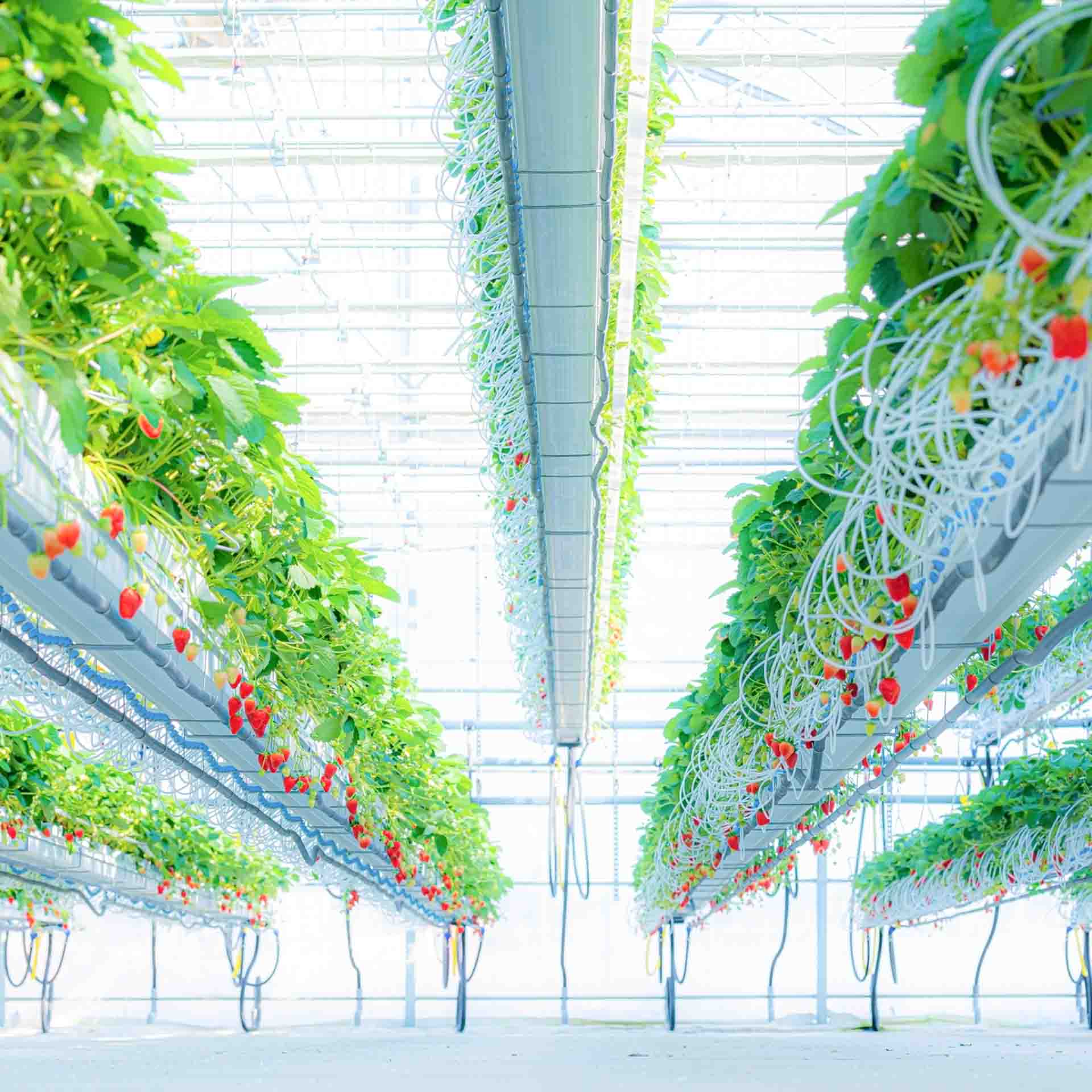Strawberry Floating Farm Iwata